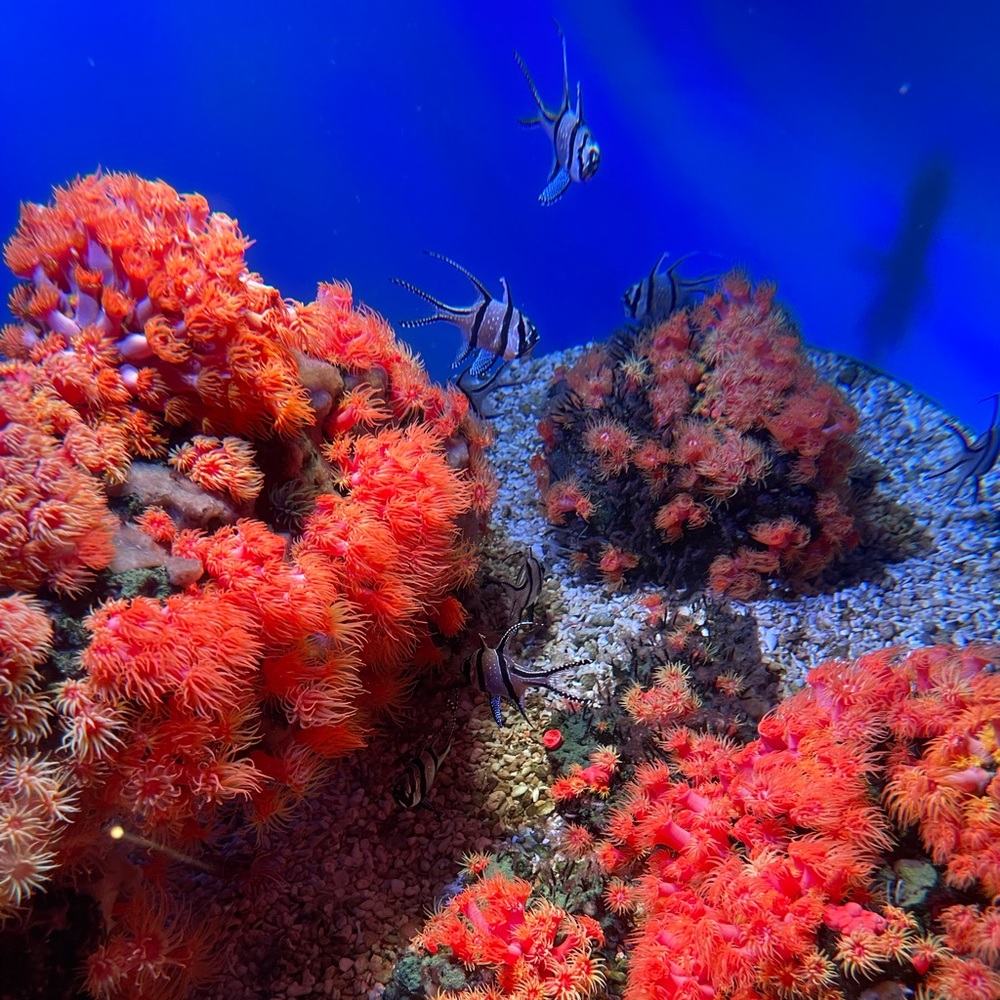 Meet your Posher, Fate